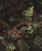 Fidelia Bridges Bird\'s Nest and Ferns Norge oil painting reproduction